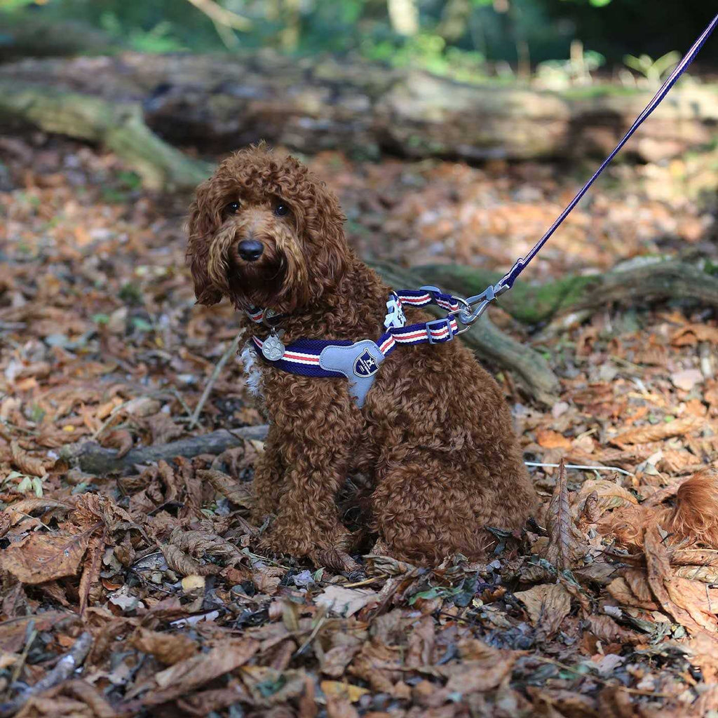 Dog Harness U62904