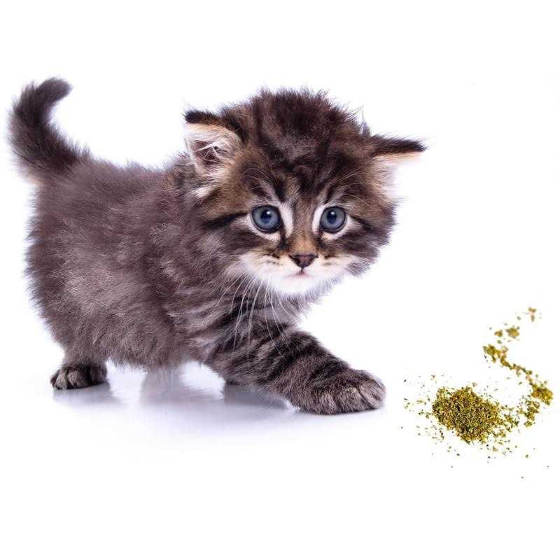 Catnip Blend K904