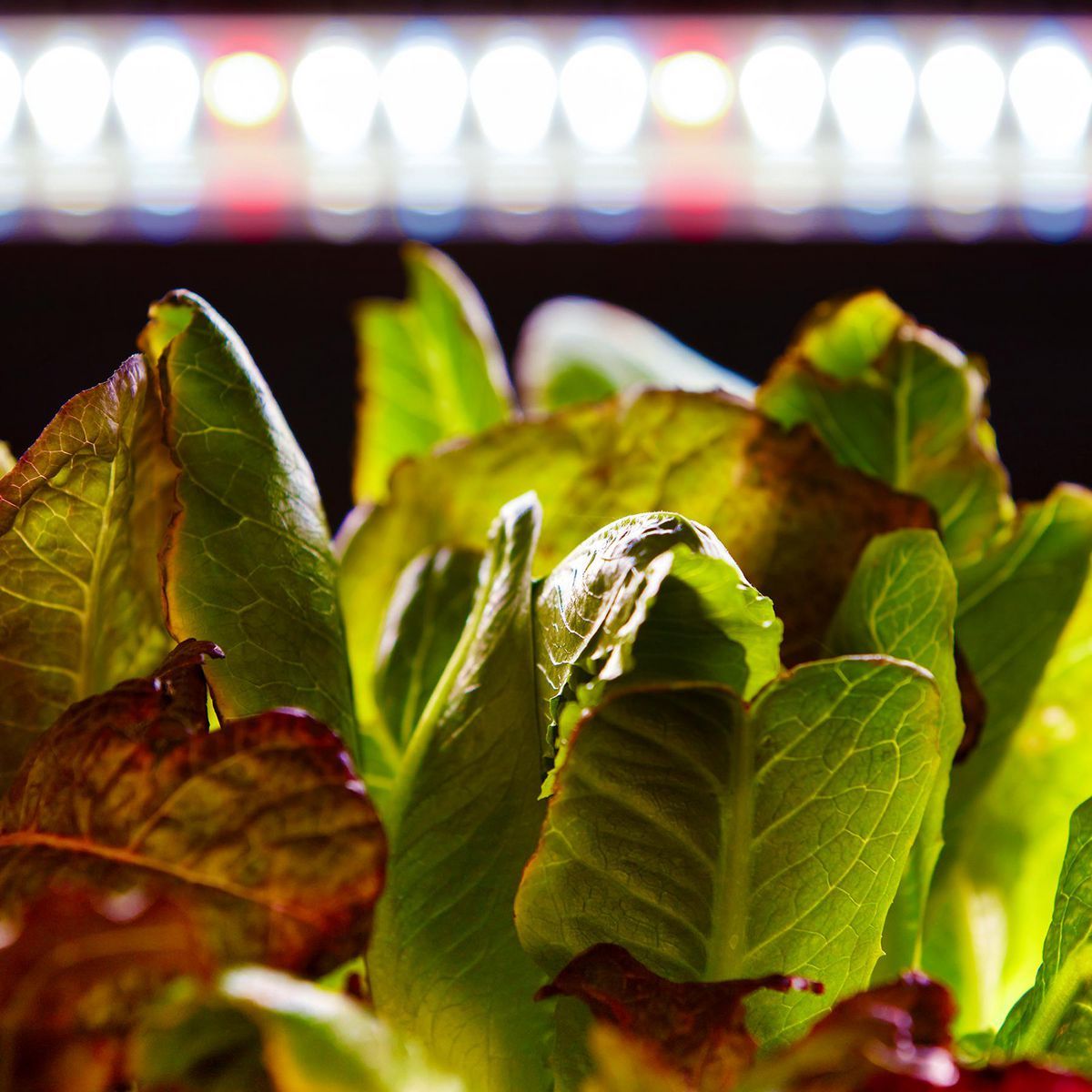 19 Watt 2 ft. Full Spectrum LED Grow Light F65674