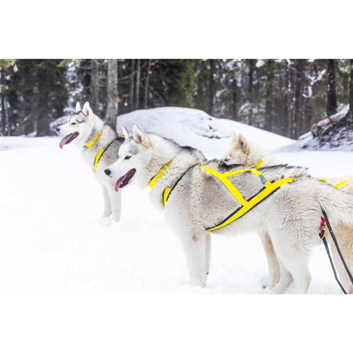 Dog Pulling Harness P49169