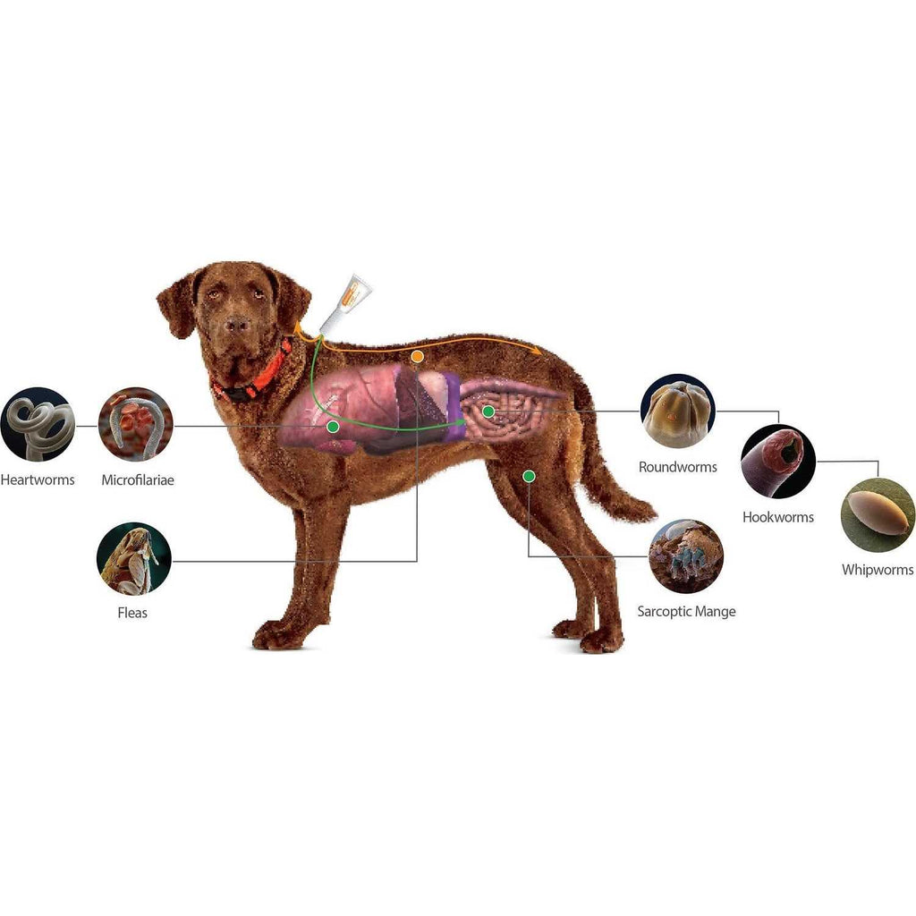 Advantage Multi for Dogs C753850