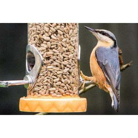 Sunflower Bird Seed A543