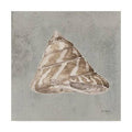 Sand and Seashells IV Art D6652