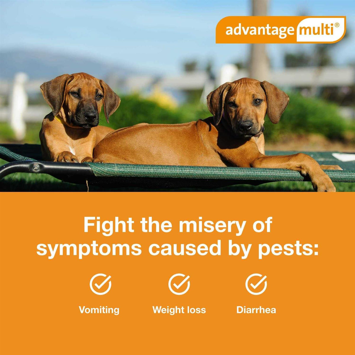 Advantage Multi for Dogs C753850