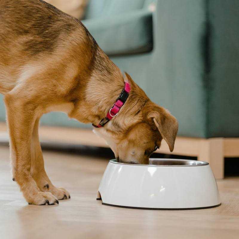 Lamb Rice Vegetable Dog Food B145039