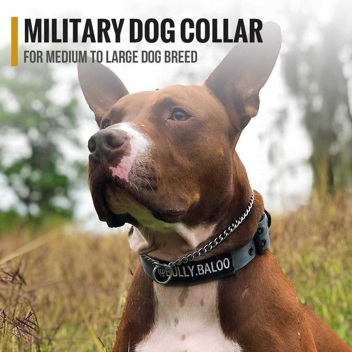 Adjustable Dog Collar with Metal D Ring Buckle T373757