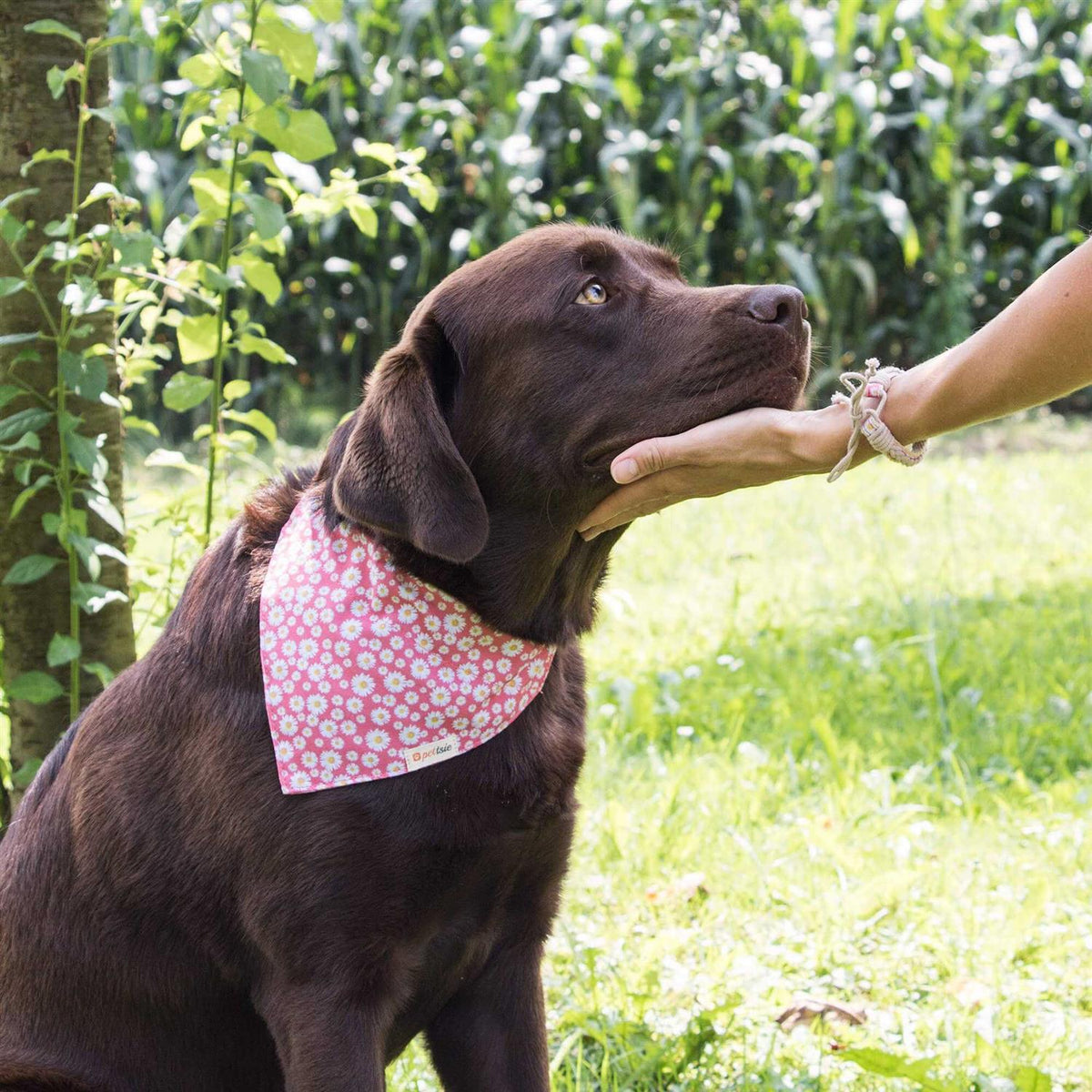 Matching Dog Collar, Bandana and Friendship Bracelet S902