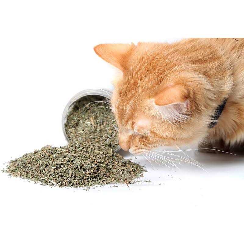 Catnip Blend K904