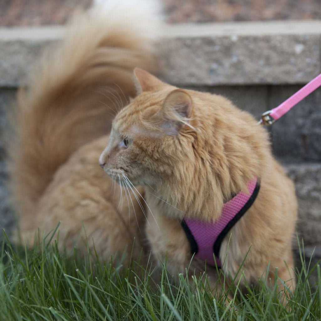 Adjustable Cat Harness with Leash D602844