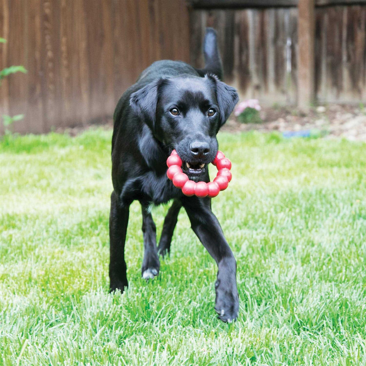 Ring Chew Toy N653