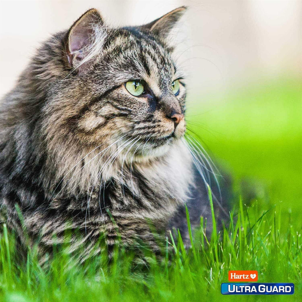 Flea and Tick Prevention for Cats D9055