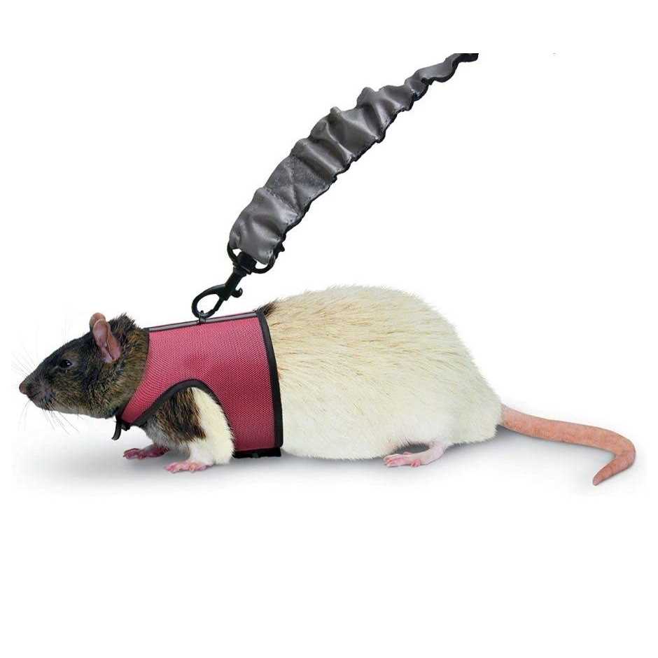 Comfort Harness Stretchy Leash X361544