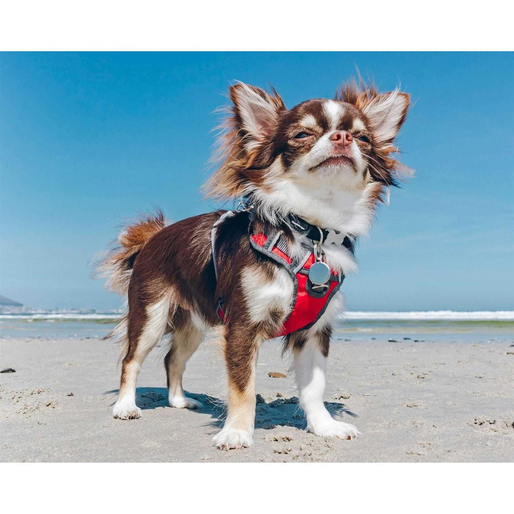 Padded Dog Harness W5968
