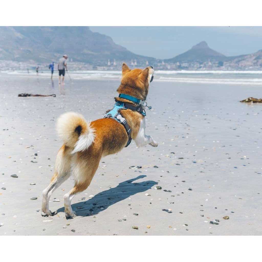 Padded Dog Harness W5968