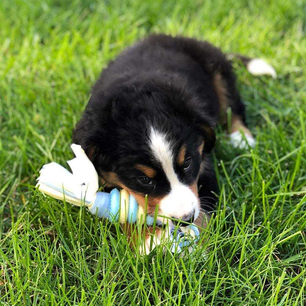 Snuggle Puppy Starter Kit C36894