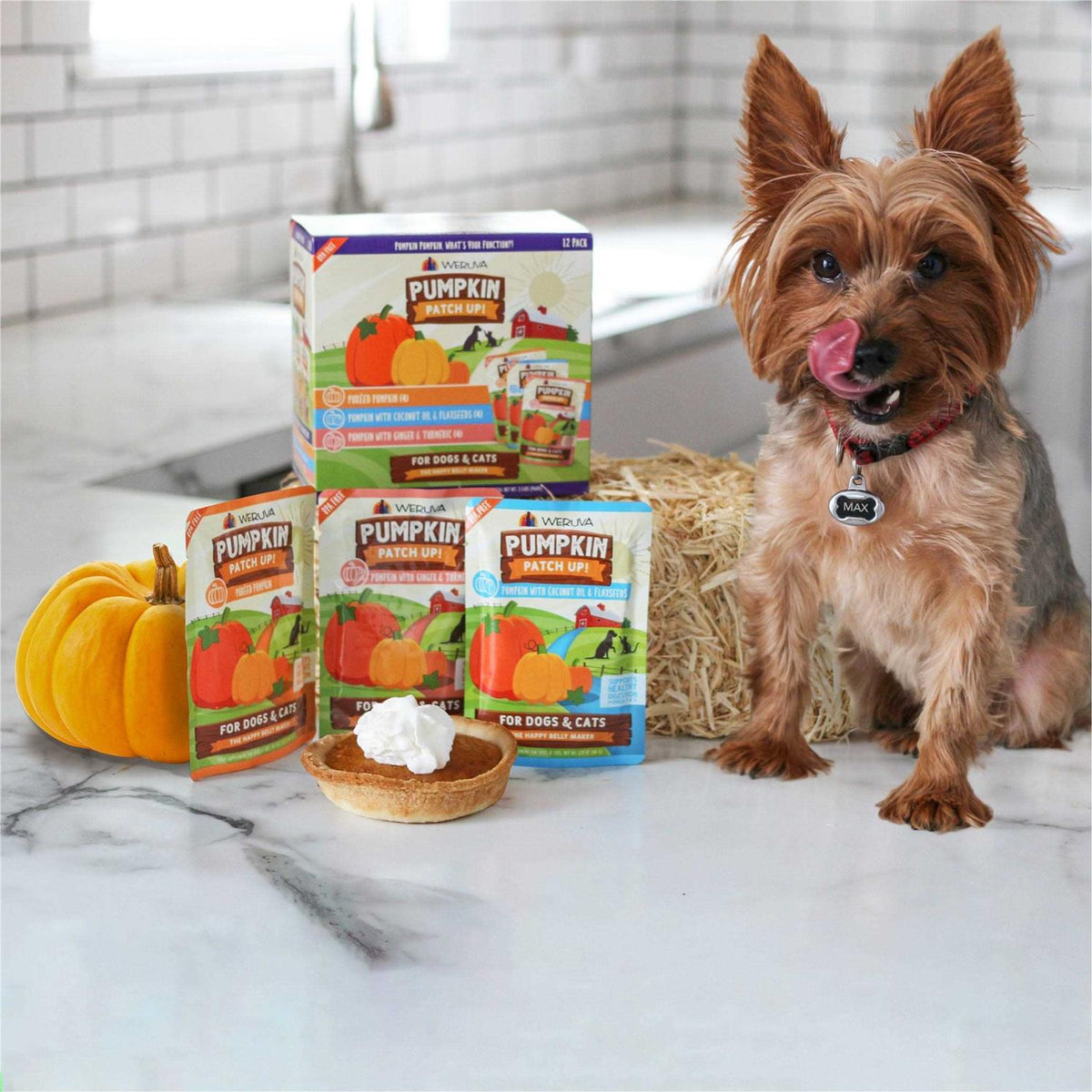 Pumpkin Patch Up B2269