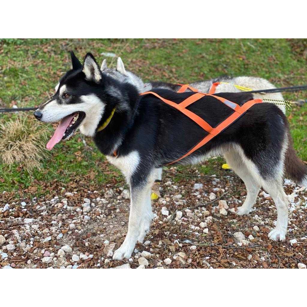 Dog Pulling Harness P49169