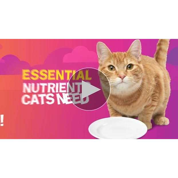 Wet Cat Food N49312