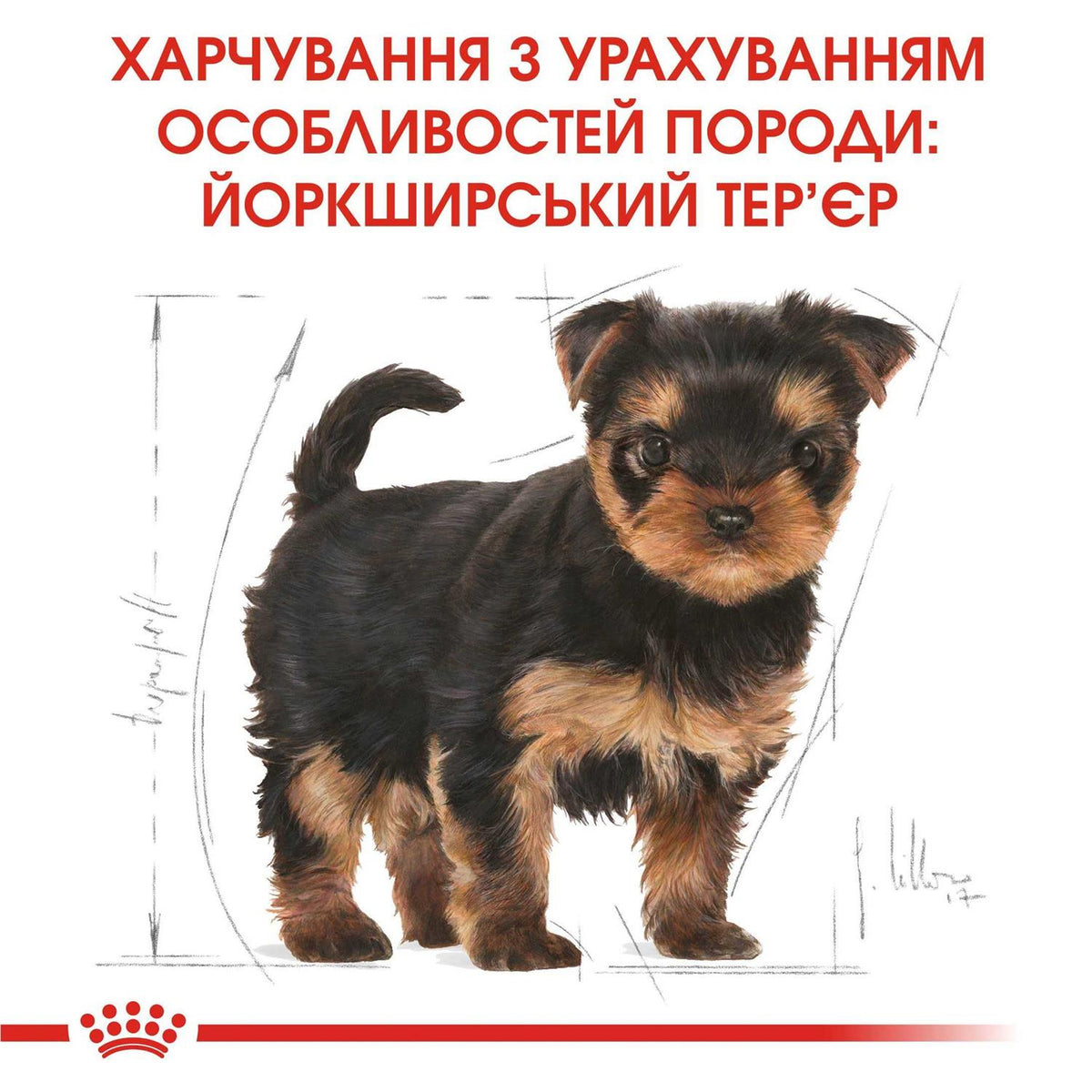 Dog Food Yorkshire Terrier Junior Dry Mix 1.5kg G49066