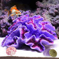 Aquarium Coral Ornaments Purple S645