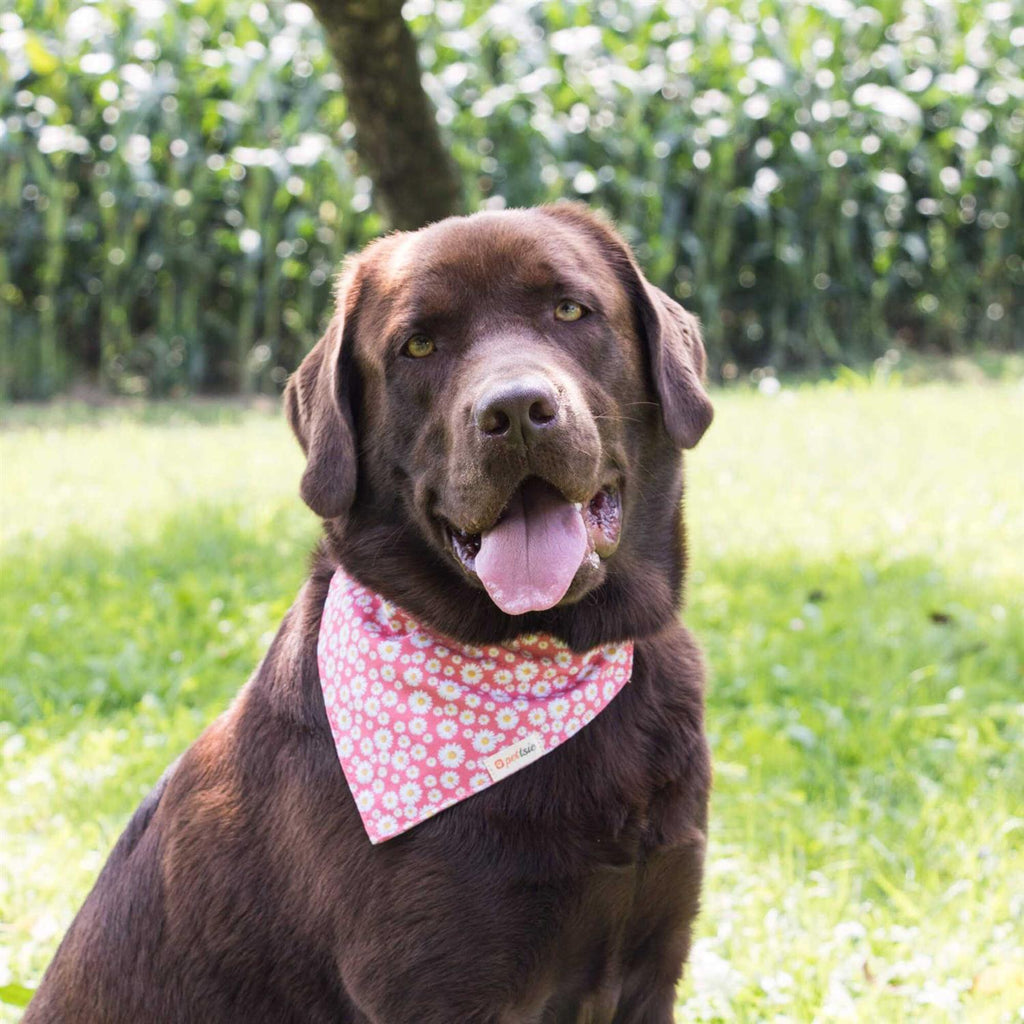 Matching Dog Collar, Bandana and Friendship Bracelet S902