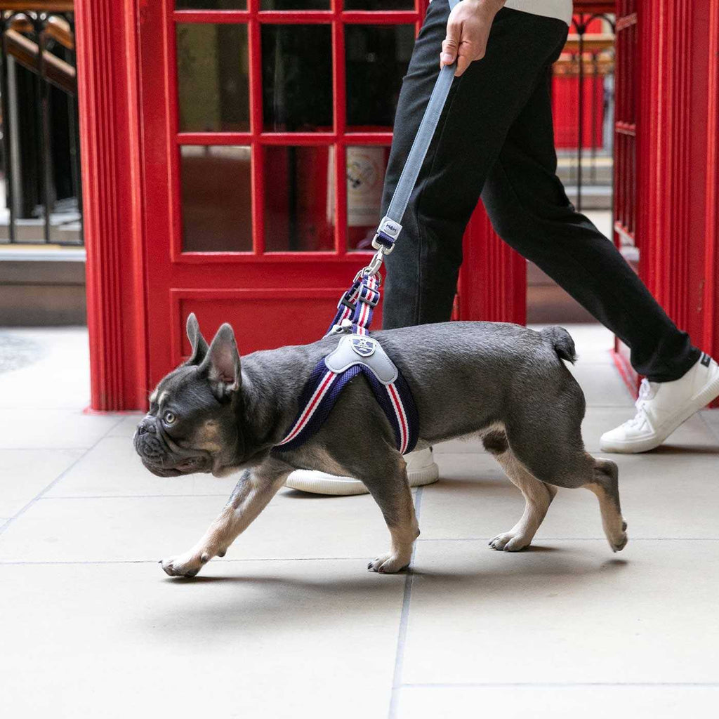 Dog Harness U62904