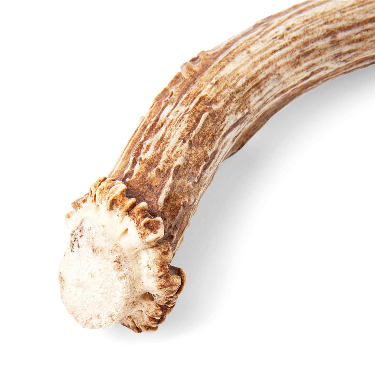 Whole Deer Antler Dog Chew X9112