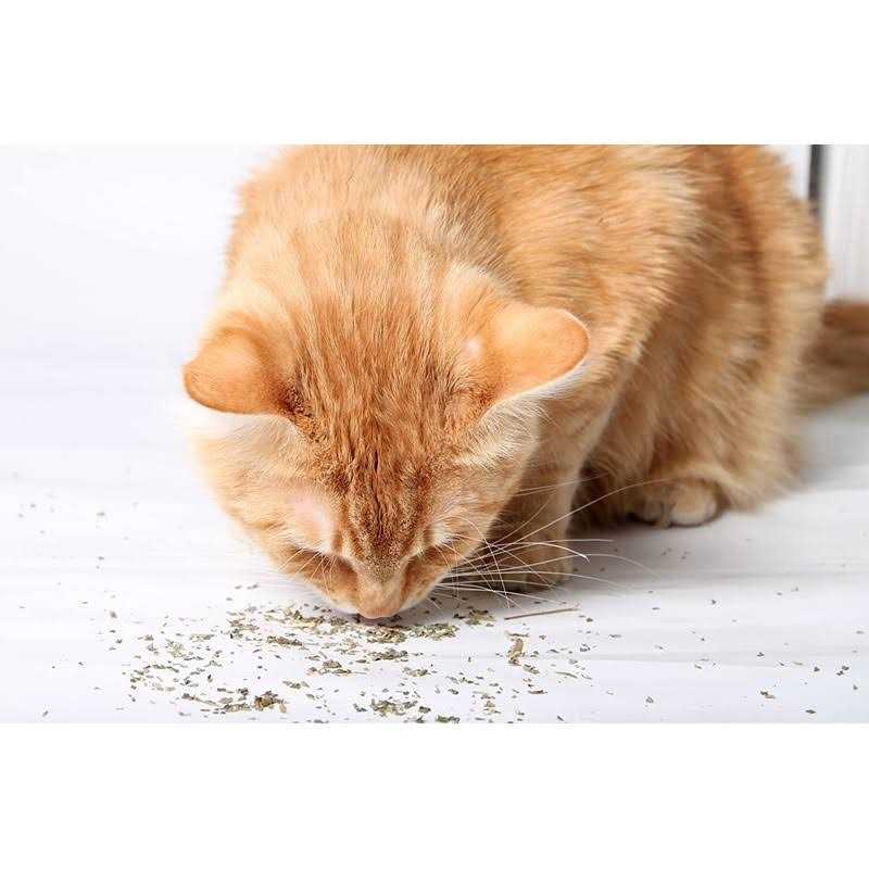 Catnip Blend K904