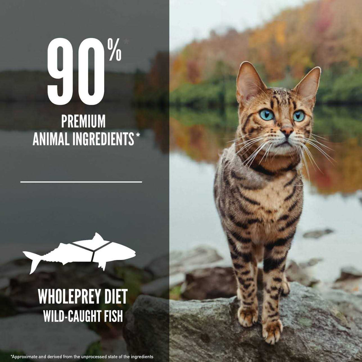 Six Fish Cat Dry Food G990827