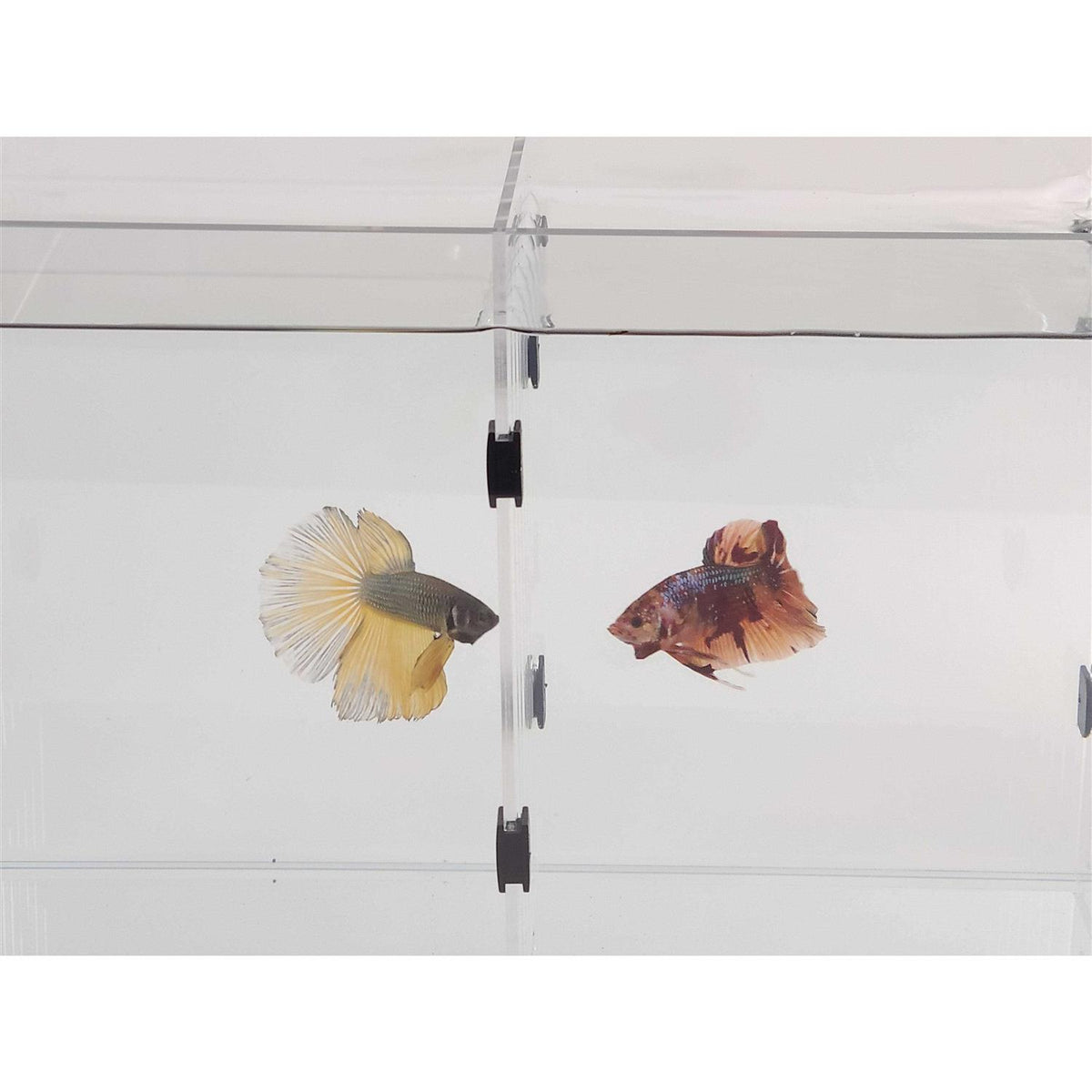 Aquarium P534