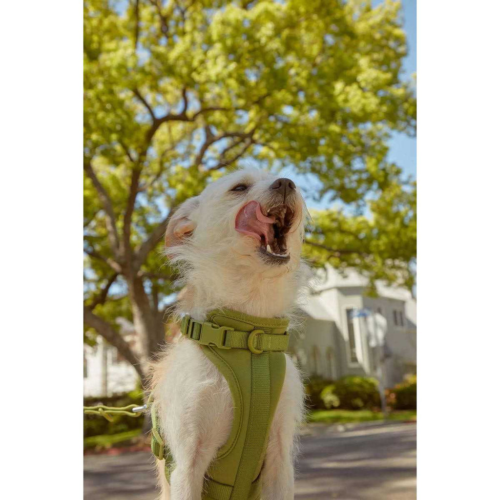 Dog Harness R349708
