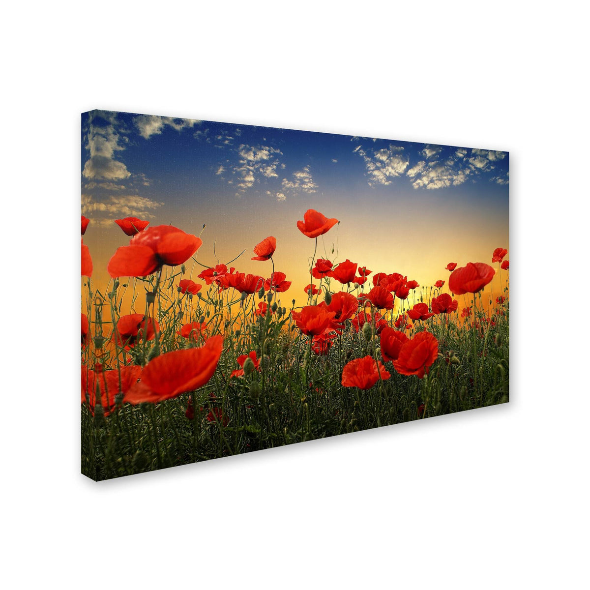Albena Markova Poppies Canvas Art G853
