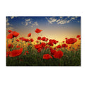 Albena Markova Poppies Canvas Art G853