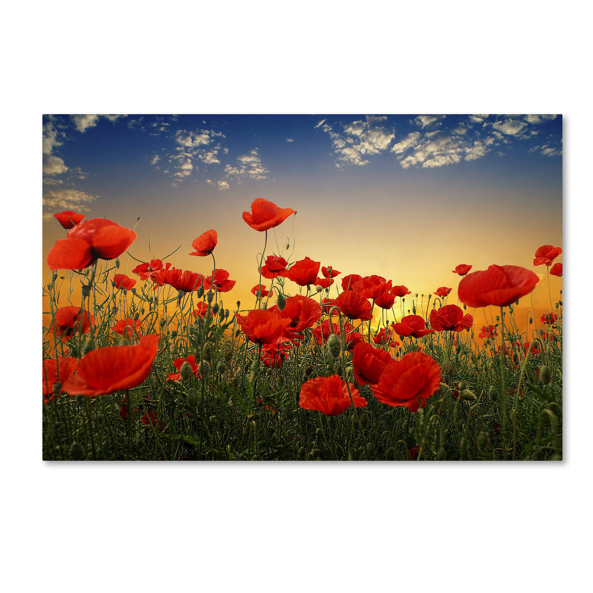 Albena Markova Poppies Canvas Art G853