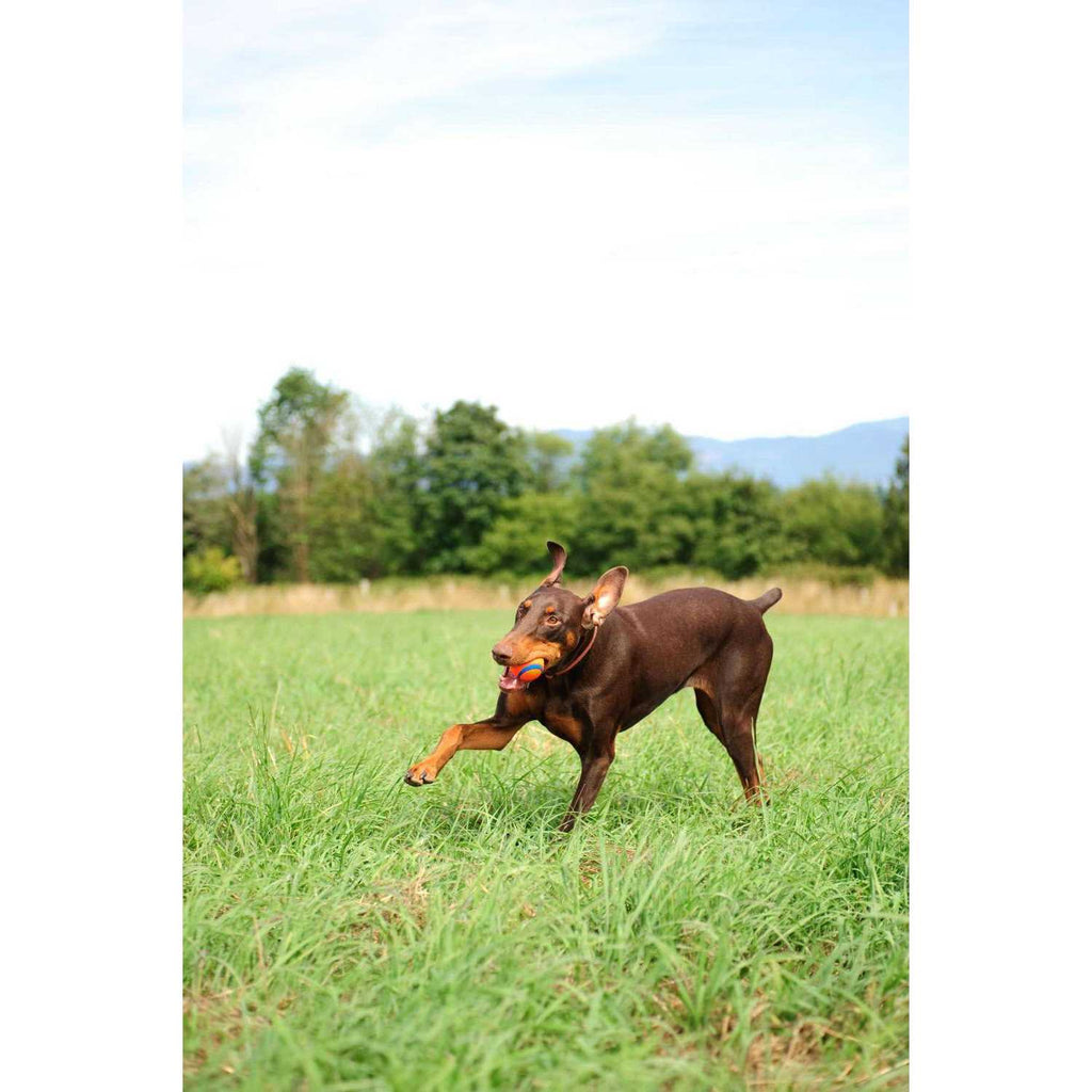 Fetch Medley T308524