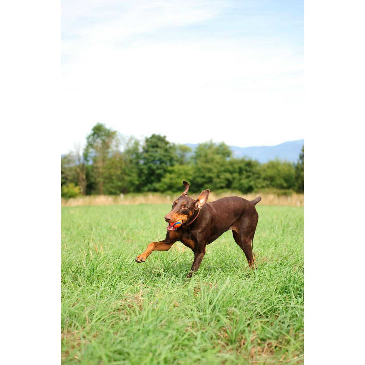 Fetch Medley T308524