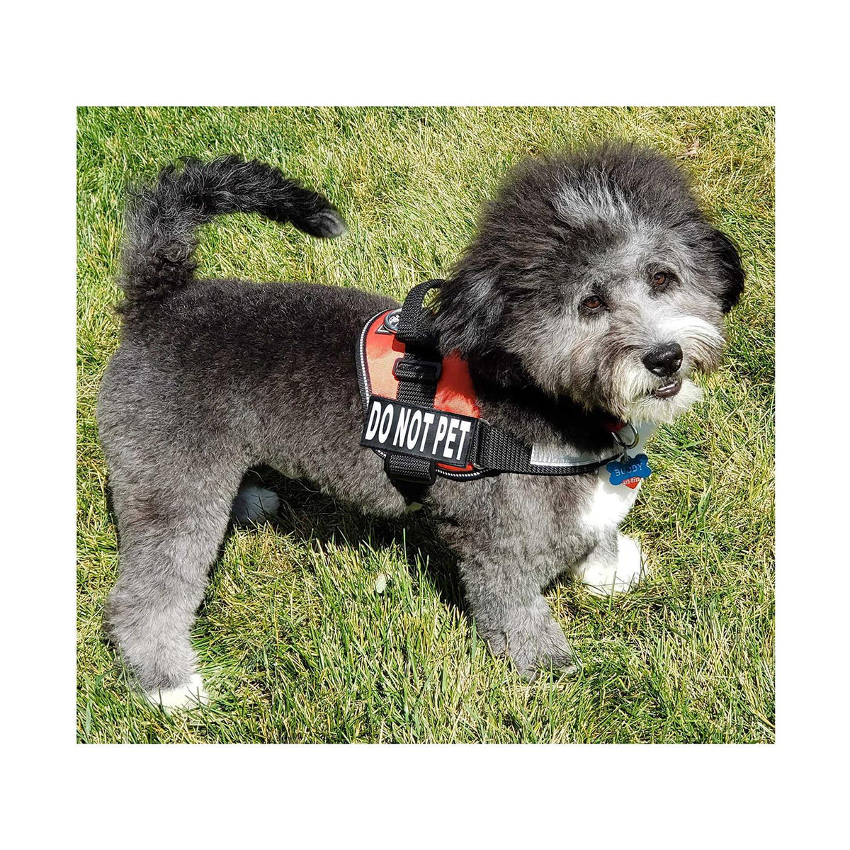 Dog Vest Harness with 2 Reflective Removable Patches I62360