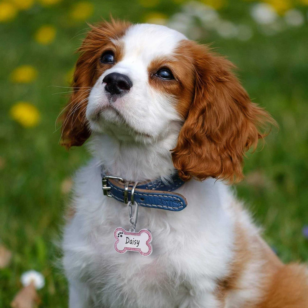 Stainless Steel Pet ID Tags V994