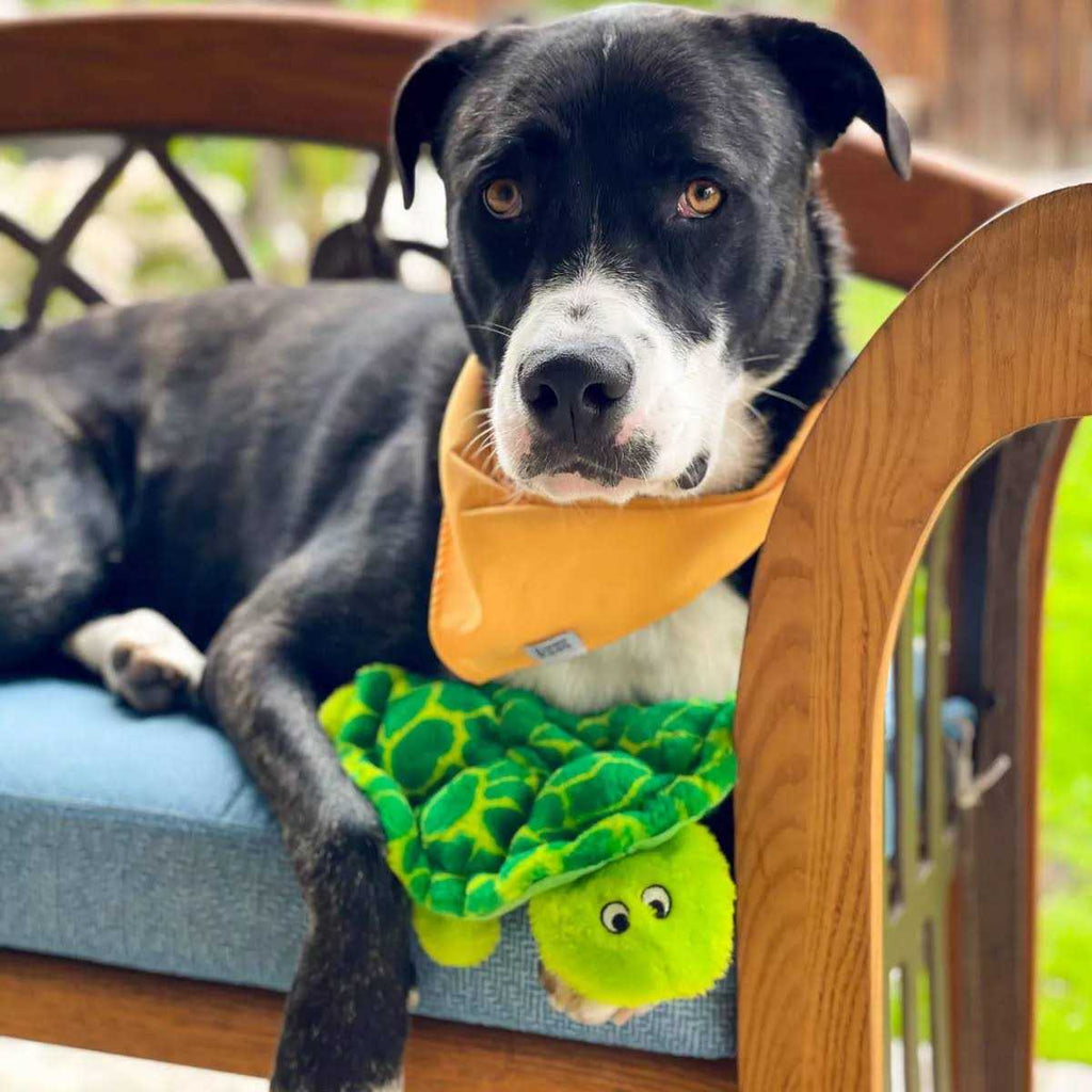 Plush Dog Toy D4495