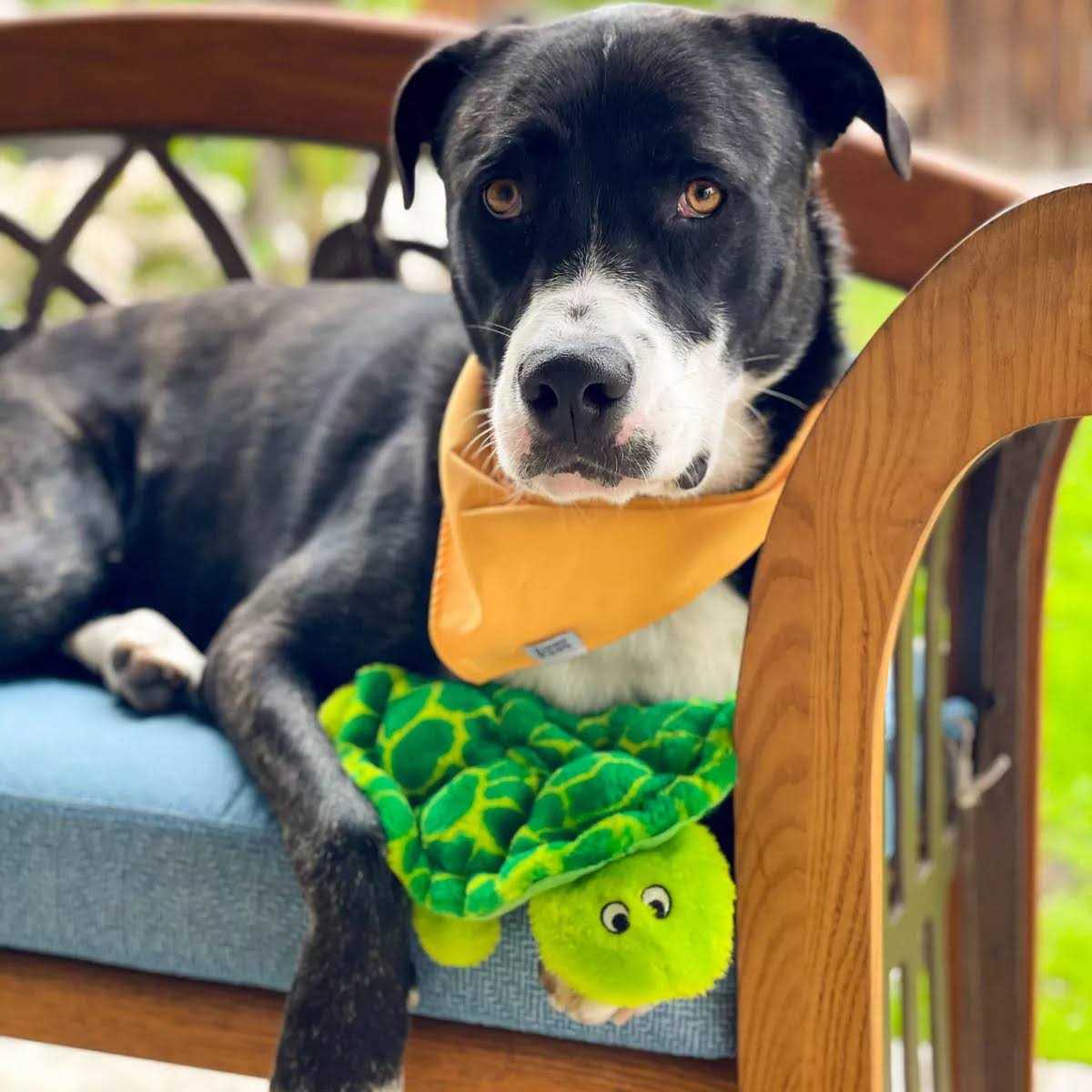 Plush Dog Toy D4495