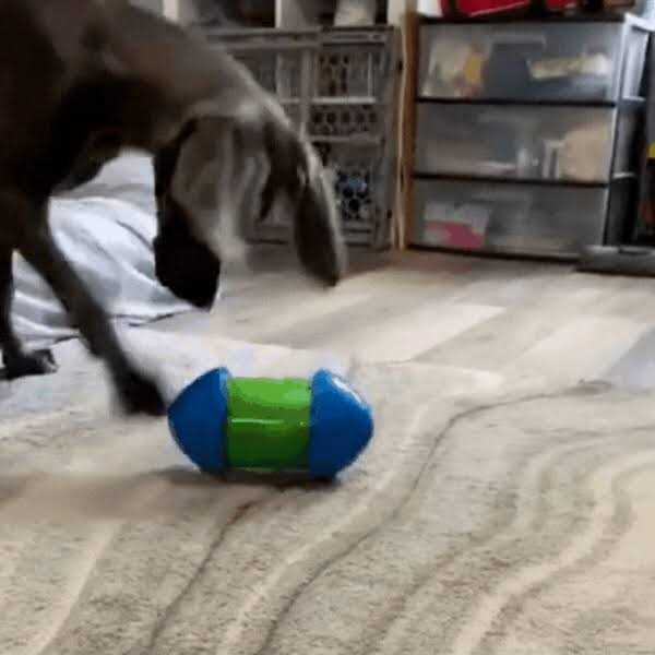 Dog Toy B626132