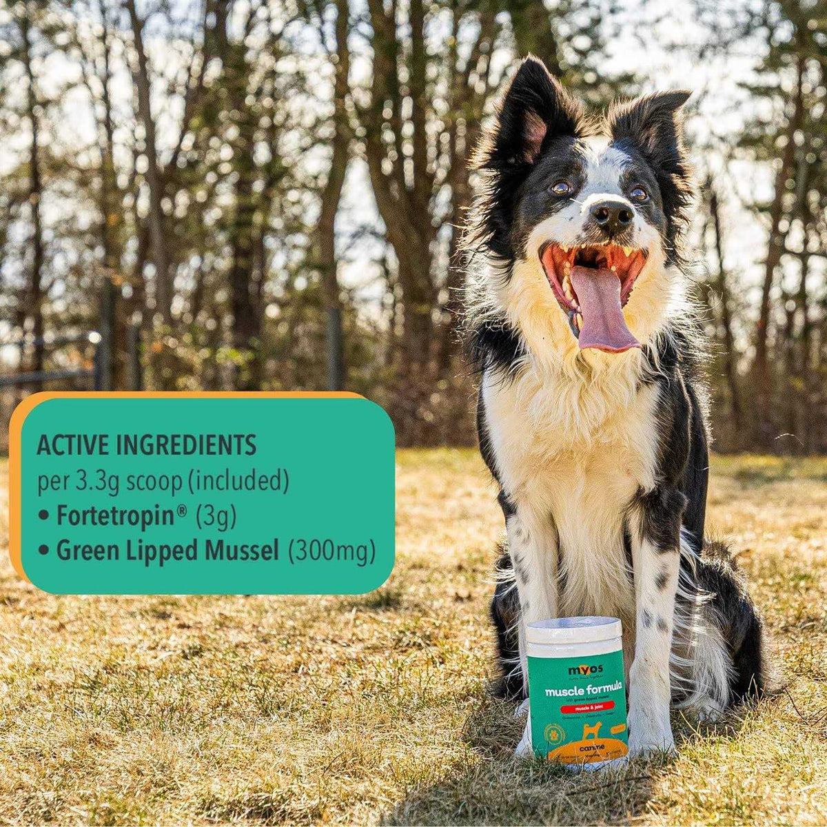Dog Supplement with Green Lipped Mussel Powder X737