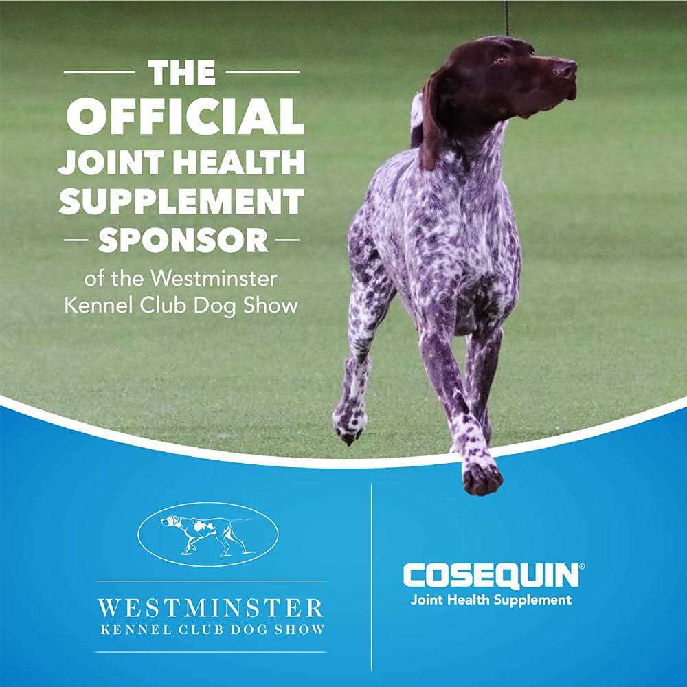 Joint Health Supplement for Senior Dogs J990