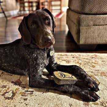 Natural Leather Dog Toy Y49380