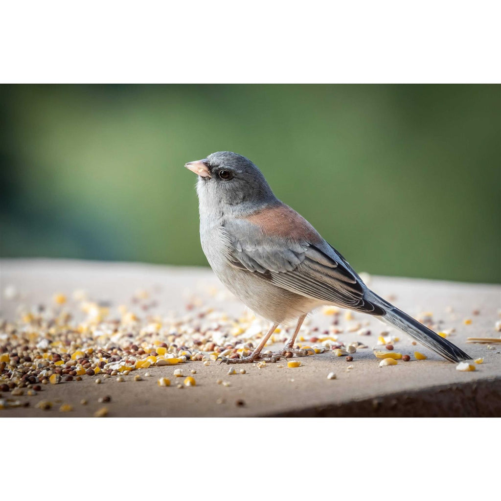 Nyjer Thistle Seed D40139