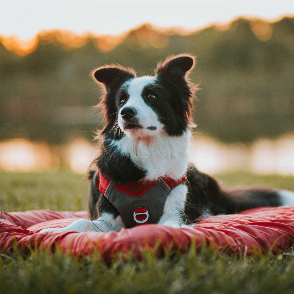Dog Harness O535