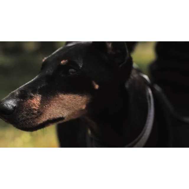 Step in Dog Harness L312