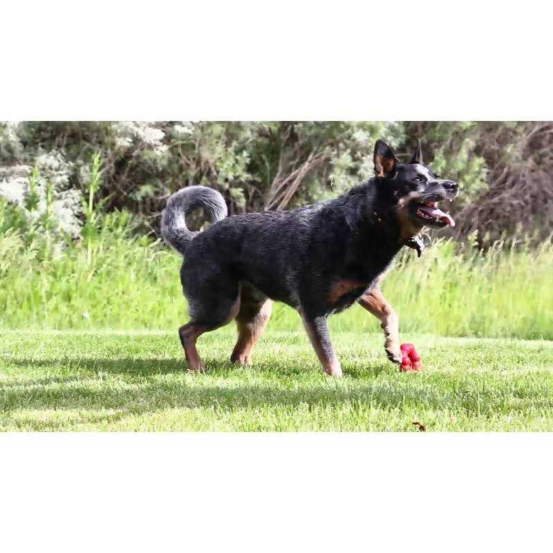 Ring Chew Toy N653