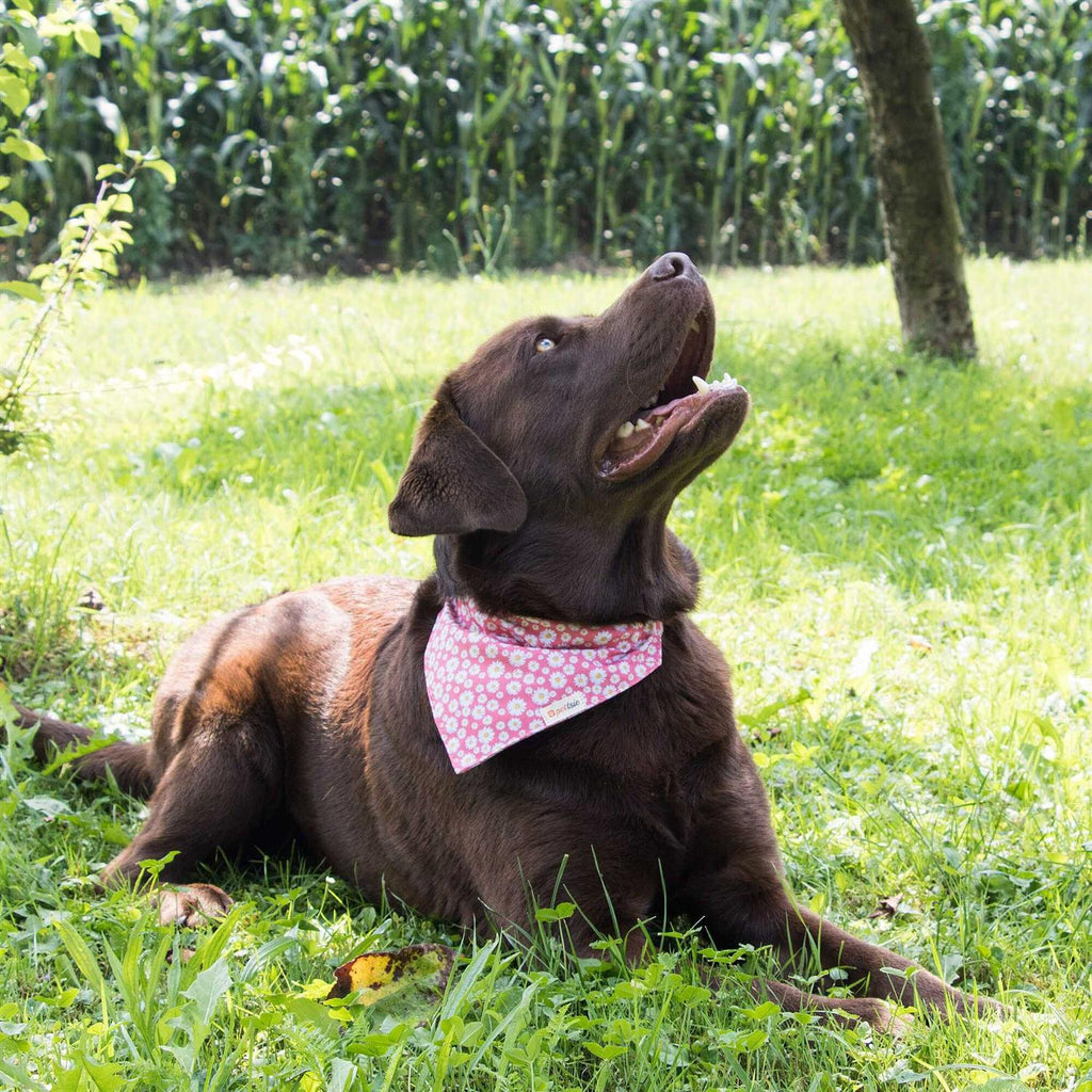 Matching Dog Collar, Bandana and Friendship Bracelet S902