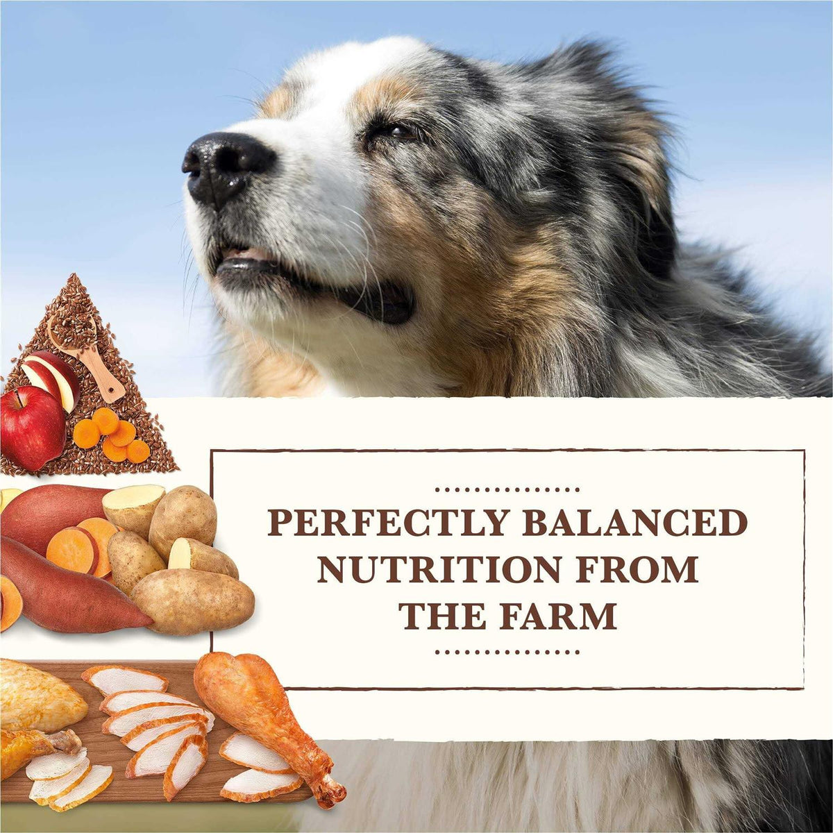 Grain Free Chicken Turkey Recipe Dry Dog Food U861